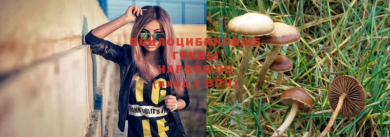 Галлюциногенные грибы Psilocybe  Аткарск 